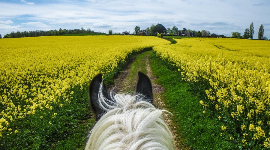 Riding Out Anthony Francis Jones