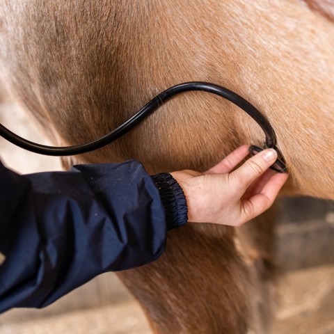 BHS Parbold Equestrian Centre 202 2