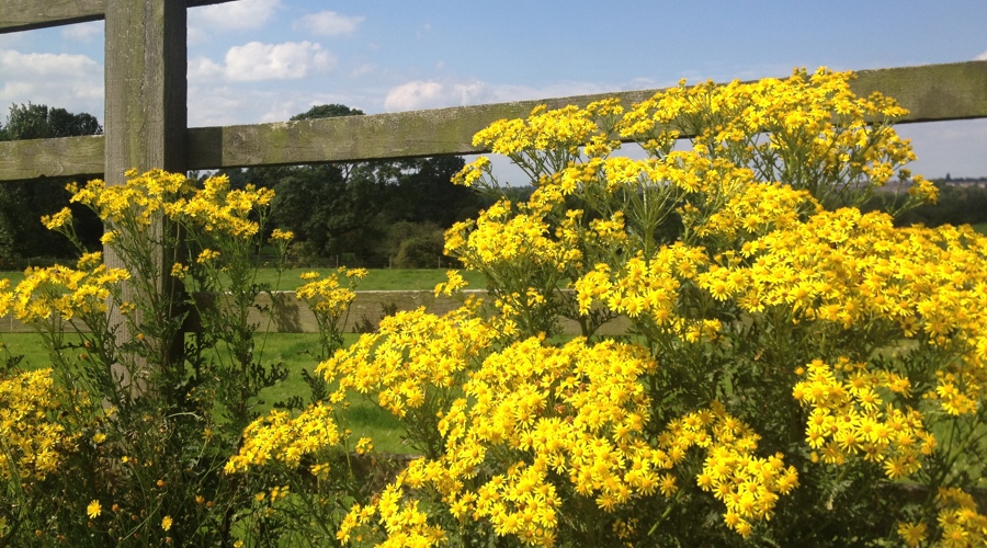 Ragwort