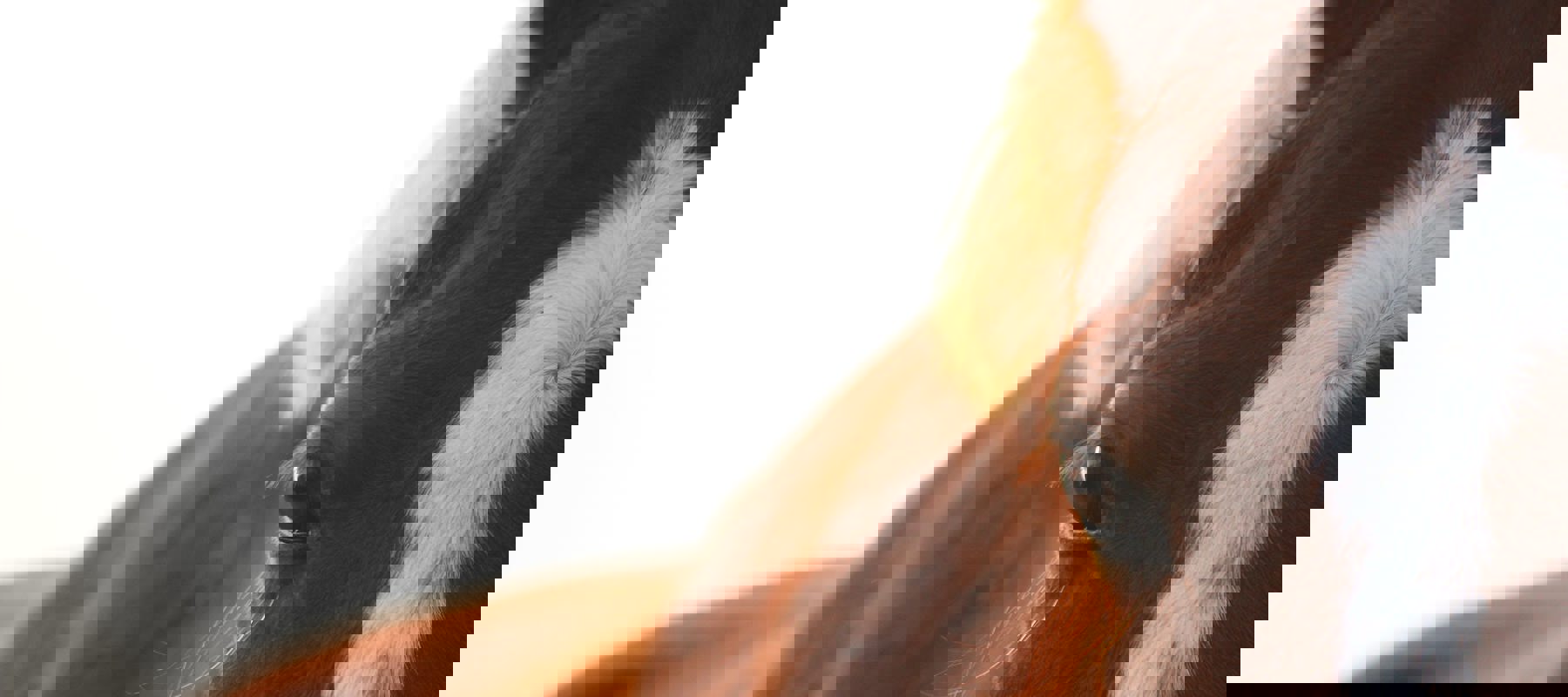 Close Up Of Horse