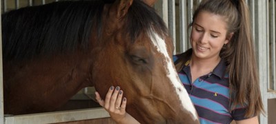 Horses 161 A