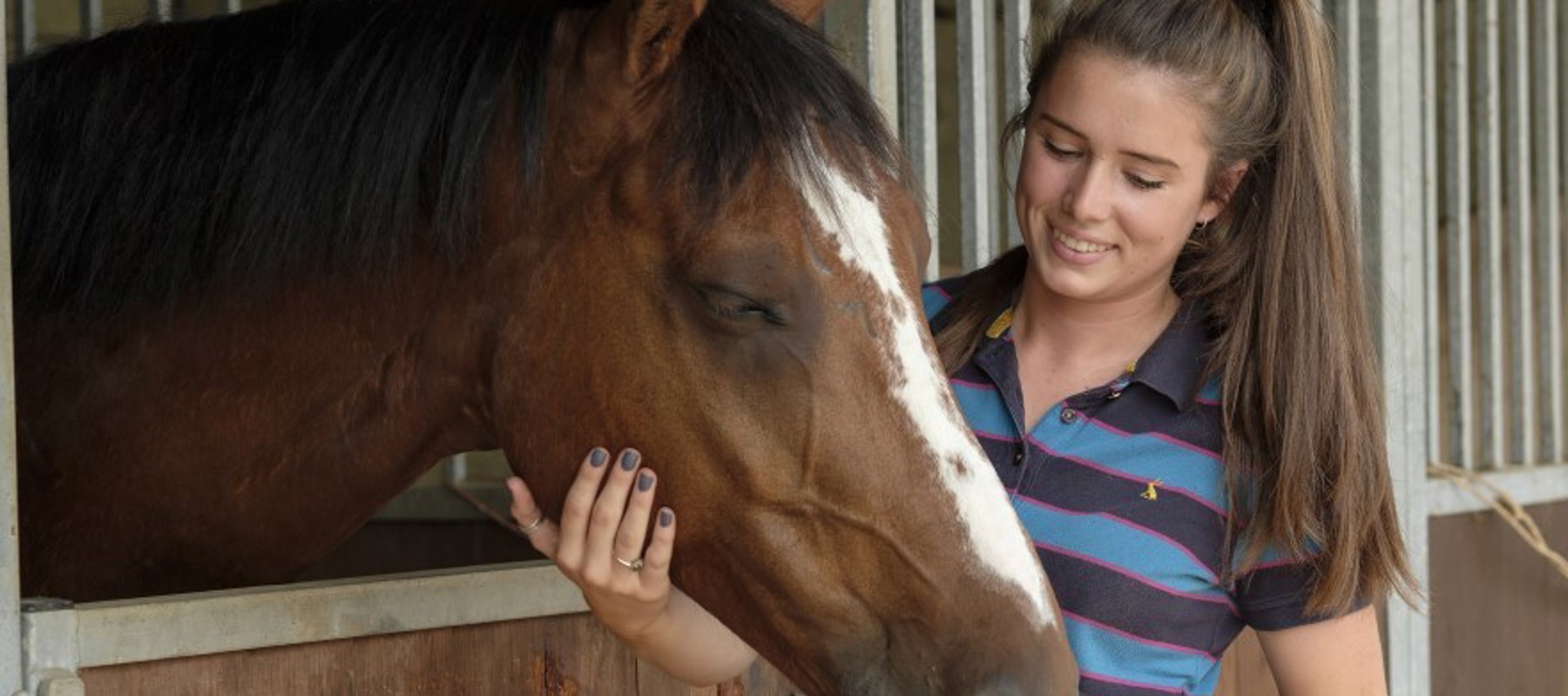 Horses 161 A