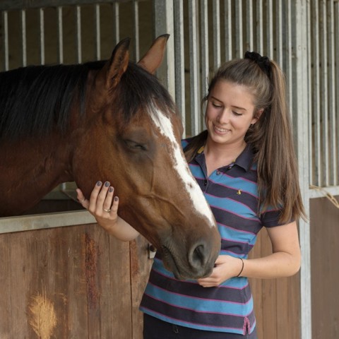 Horses 161 A