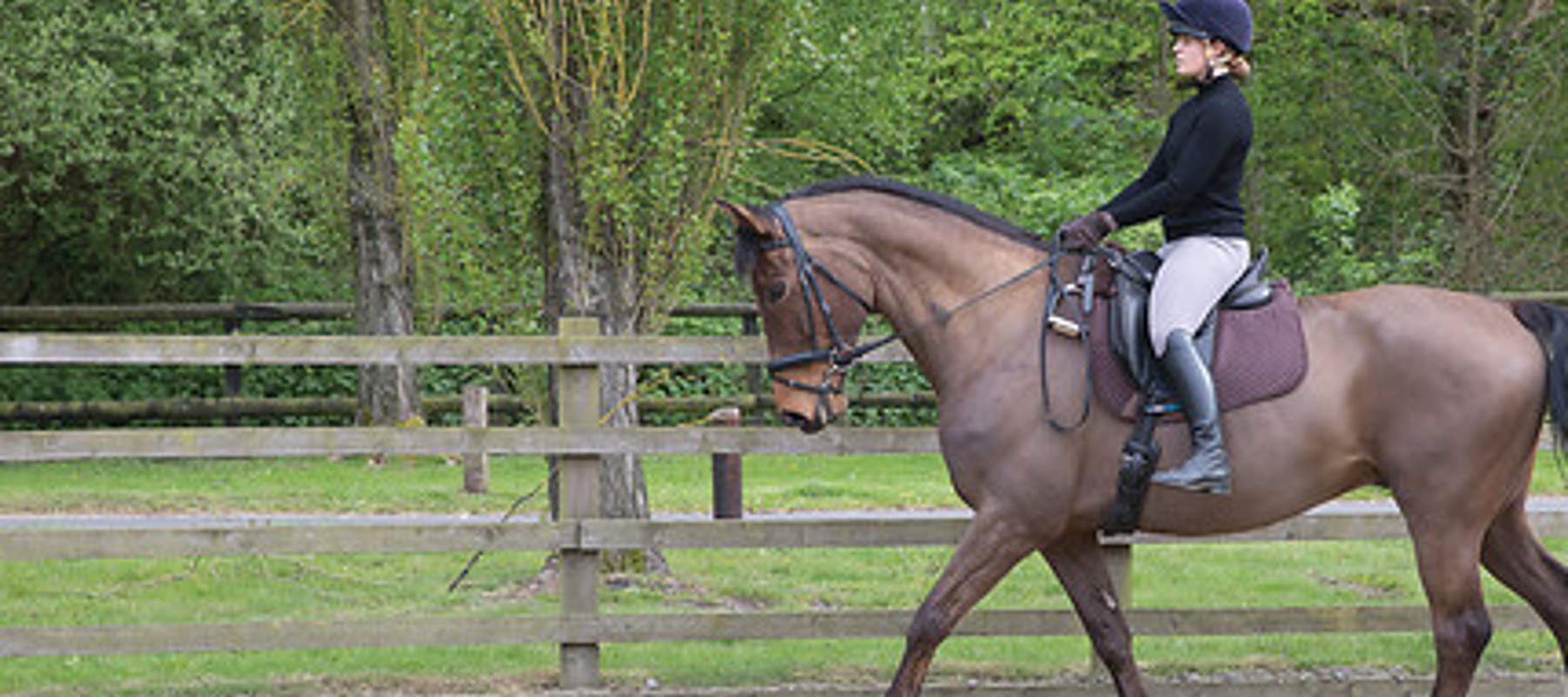 Stage Three Ride Dressage