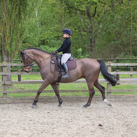 Stage Three Ride Dressage