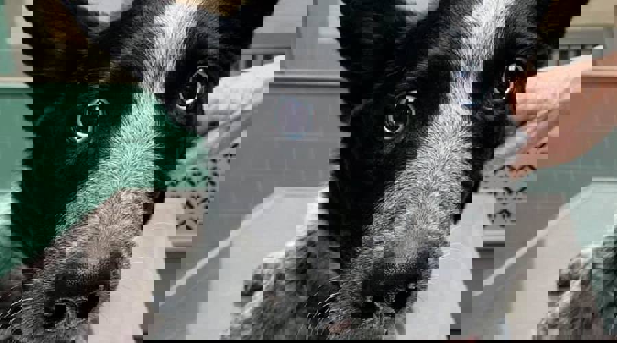 Dog Wormer