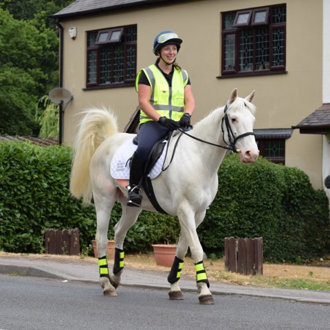 Say Hi Horse