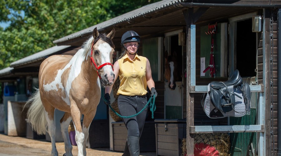 Introduction To Horse Care