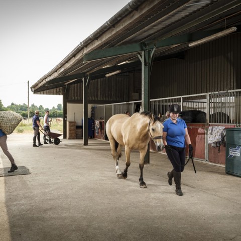 Horses 148