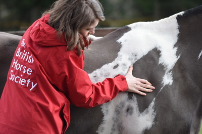 fat scoring a horse