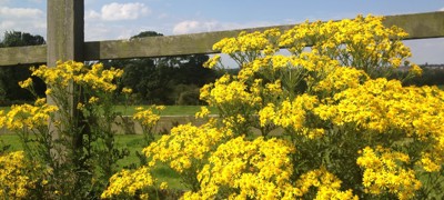 Ragwort (003)