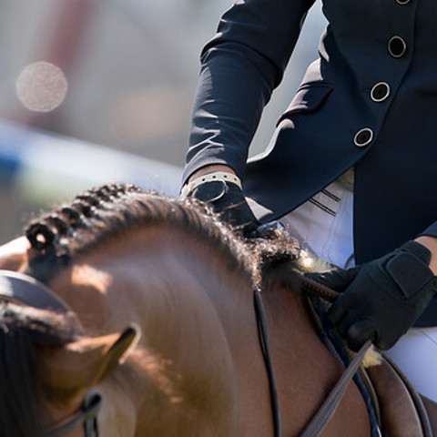 Dressage Close Up