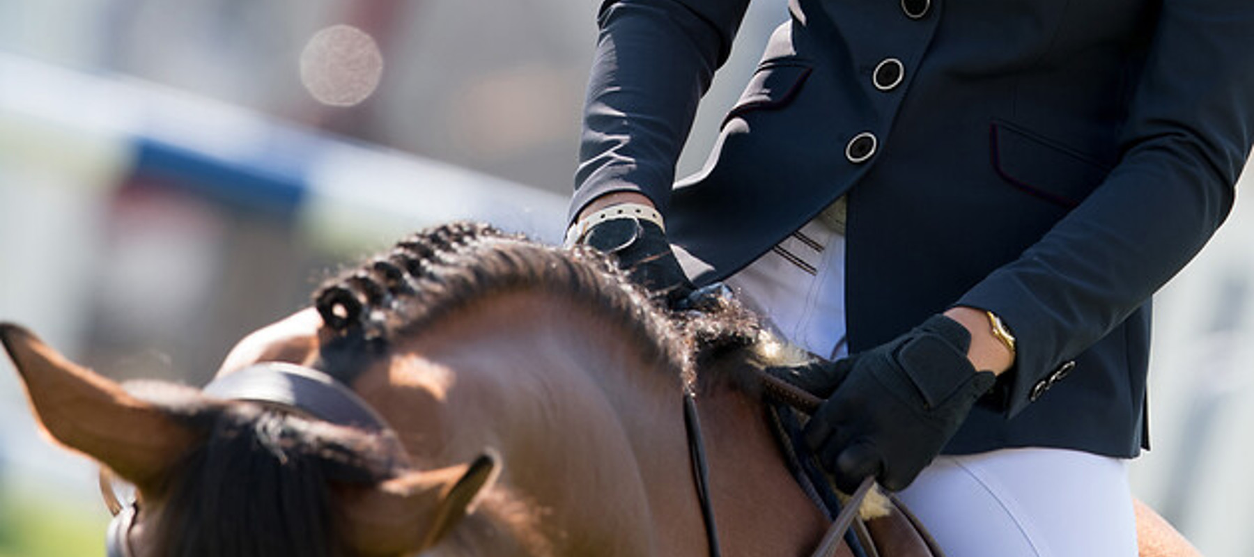 Dressage Close Up