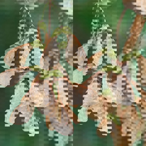 Sycamore Seed