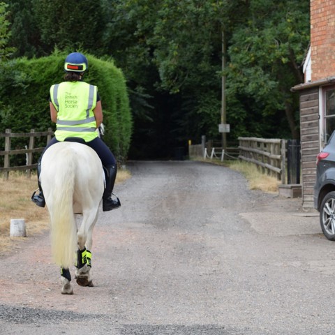 Say Hi Horse And Rider