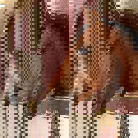 Horses Heads In Stable Shutterstock 64999777 (1)