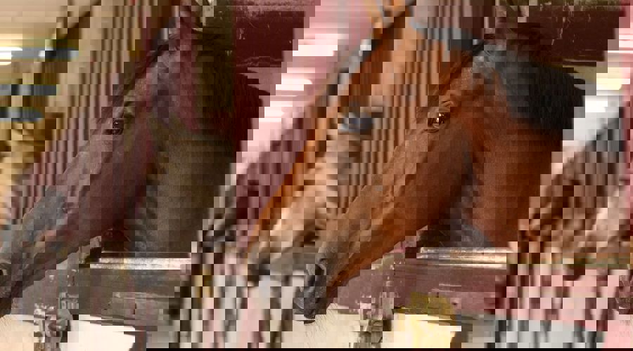 Horses Heads In Stable Shutterstock 64999777 (1)