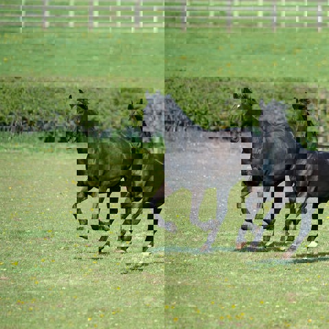 BLACK HORSES 230415 4
