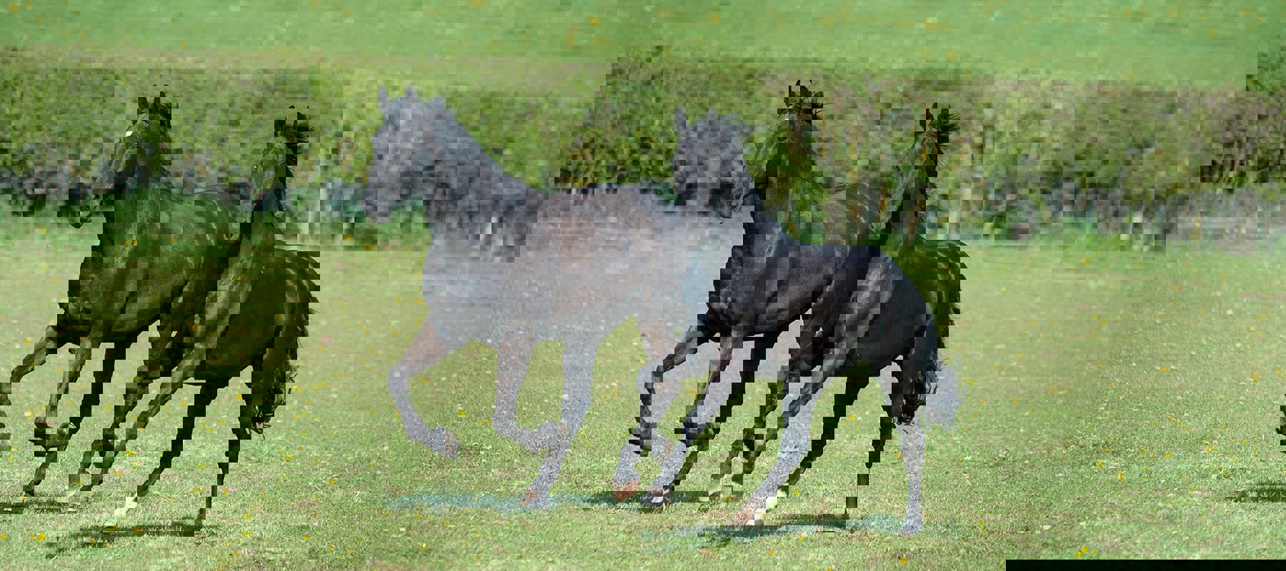 BLACK HORSES 230415 4