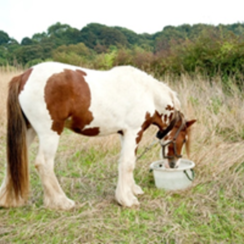 Tethering 1