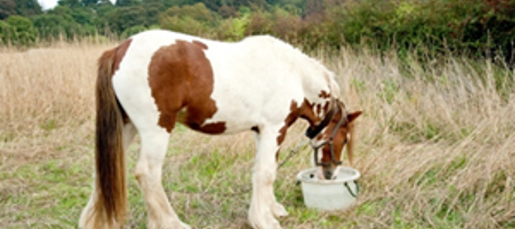 Tethering 1