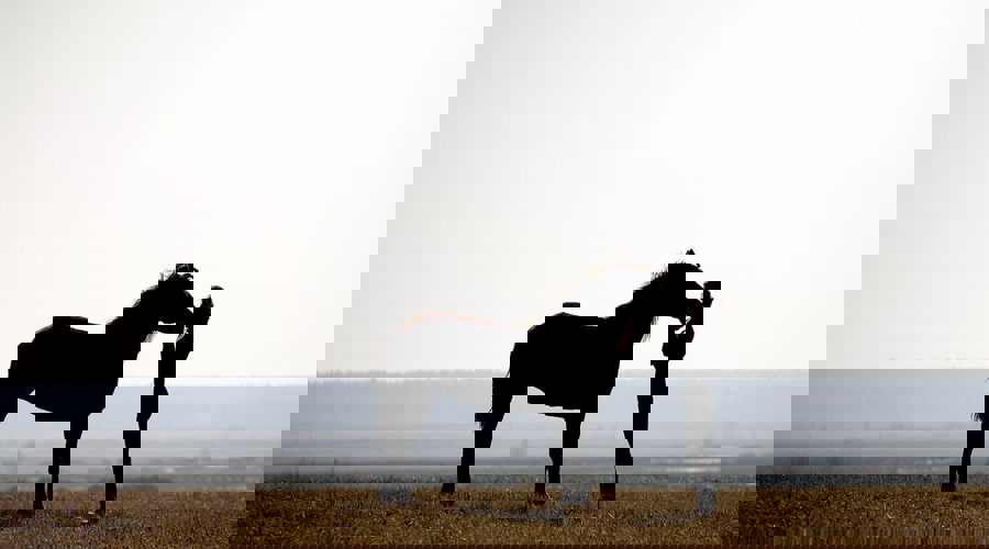 Horse And Rider In Countryside Shutterstock 11585581