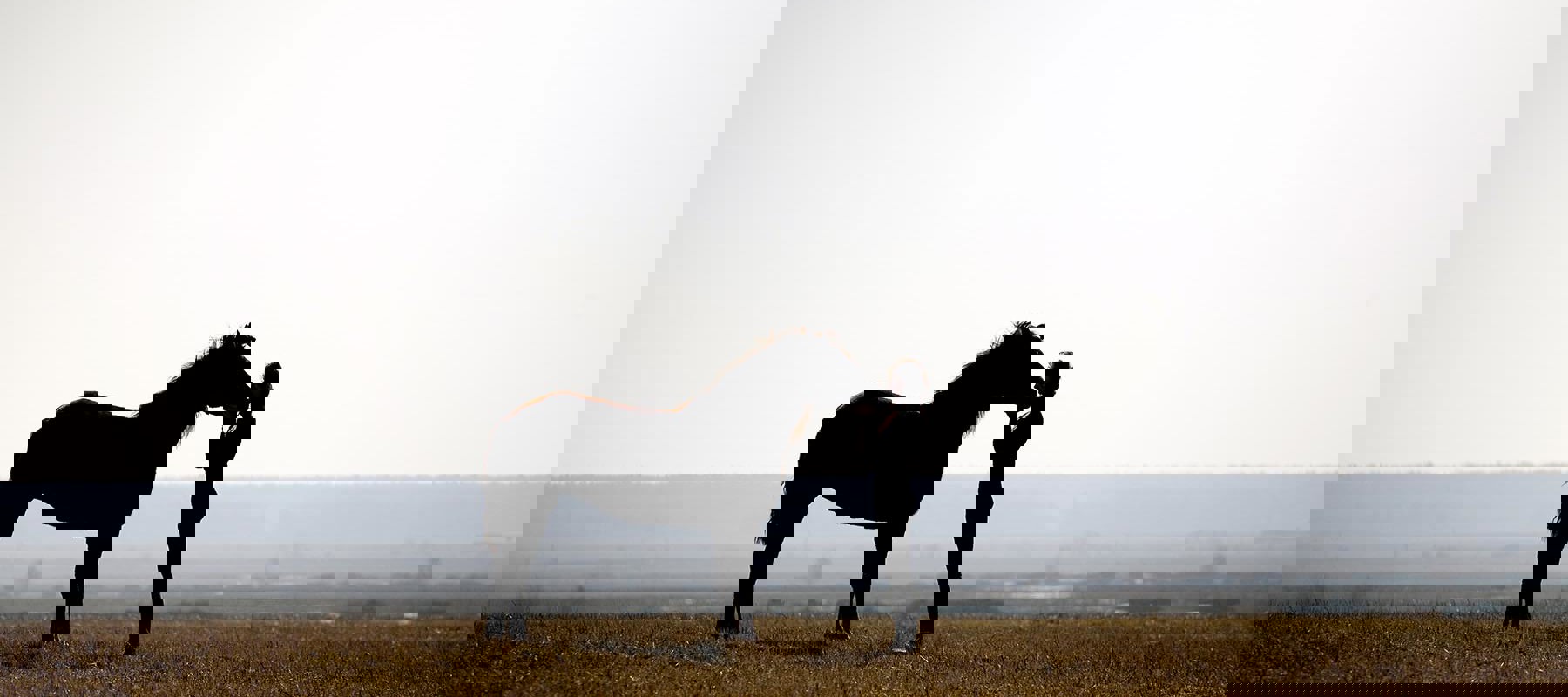 Horse And Rider In Countryside Shutterstock 11585581