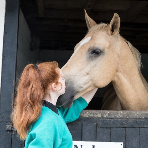 Horse Head Over Stable (3)