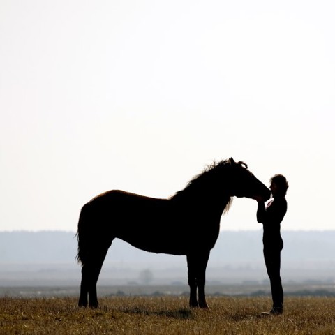 Horse And Rider In Countryside Shutterstock 11585581