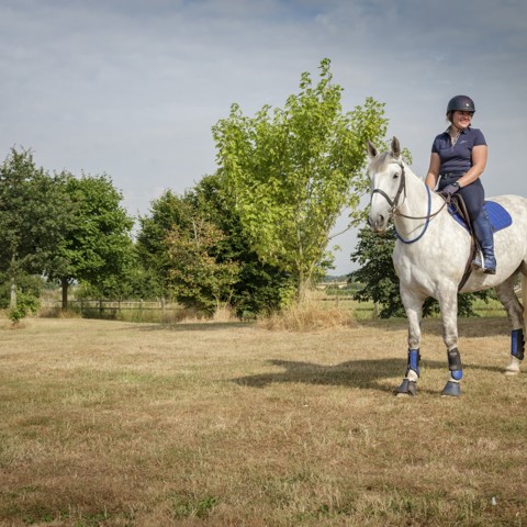Horses 106
