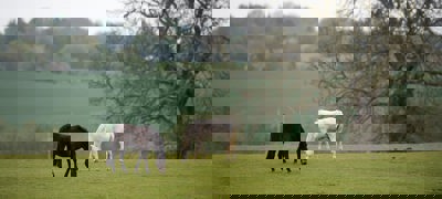 Grazing