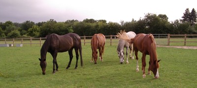 Pasture management