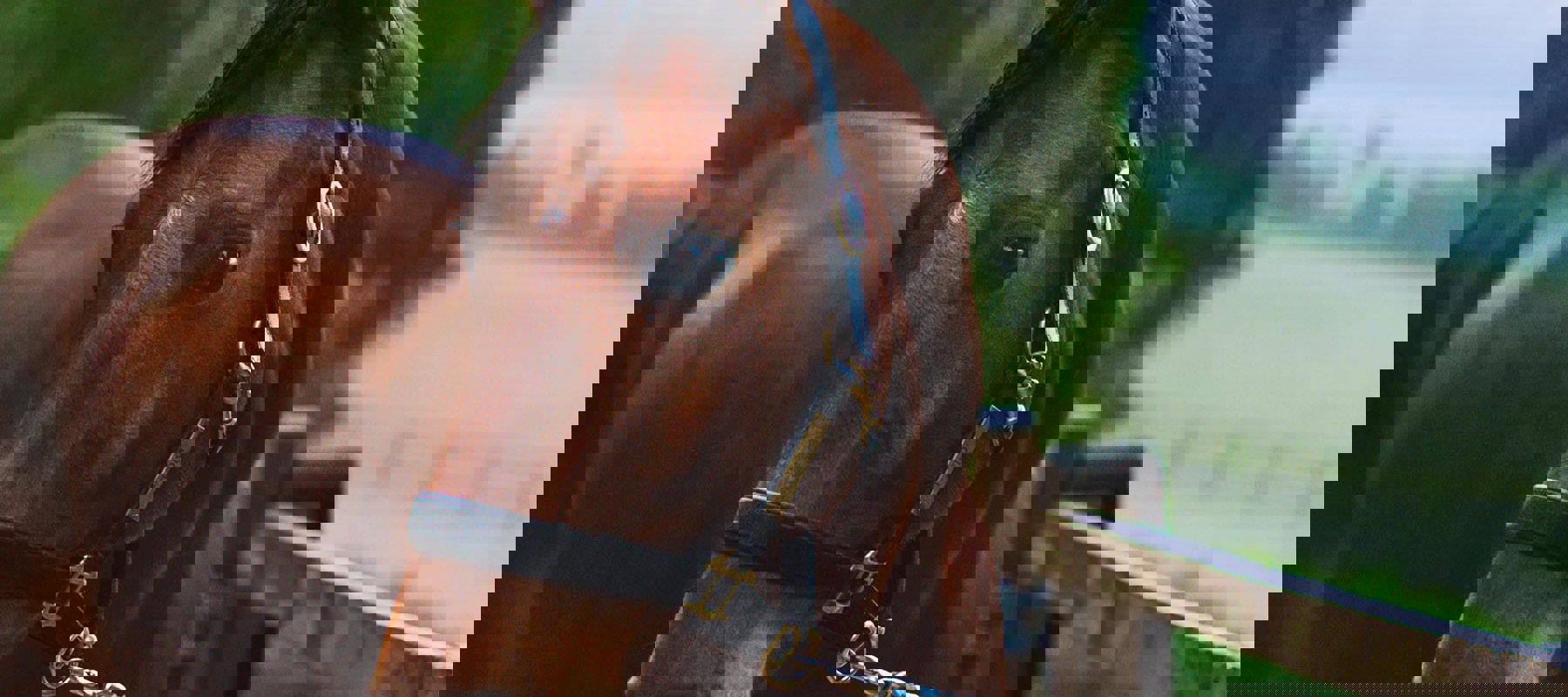LG Image 5